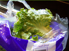 lettuce bag