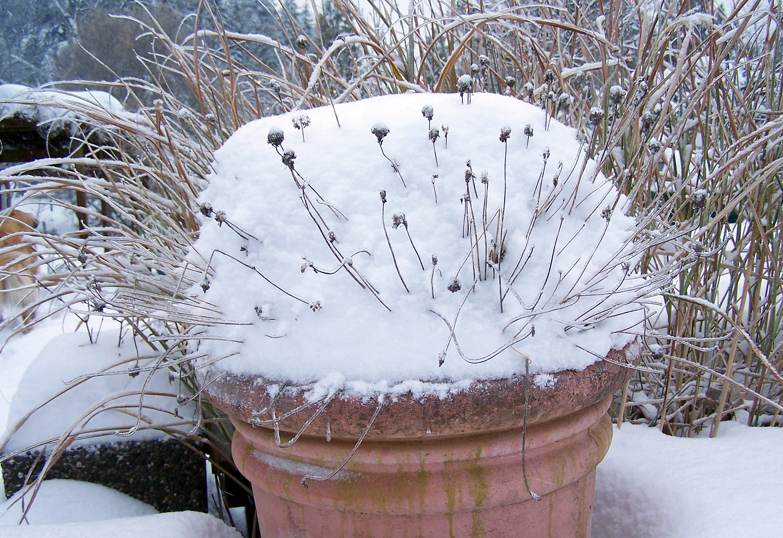 snow chives snow chives