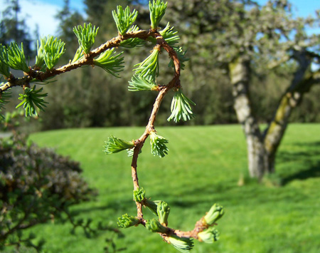 larch larch