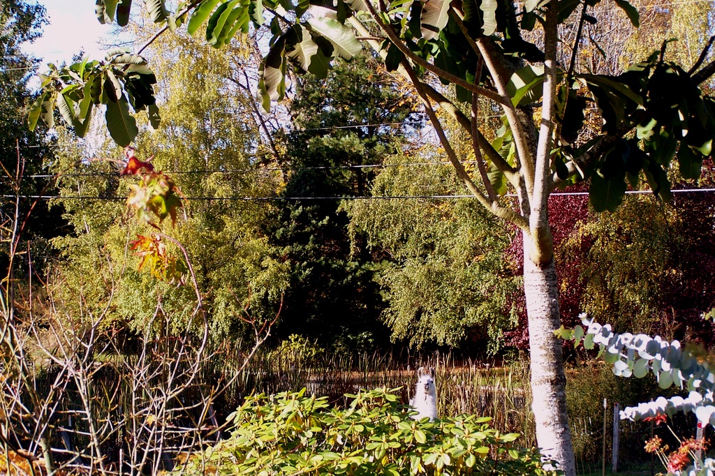 fall 2009