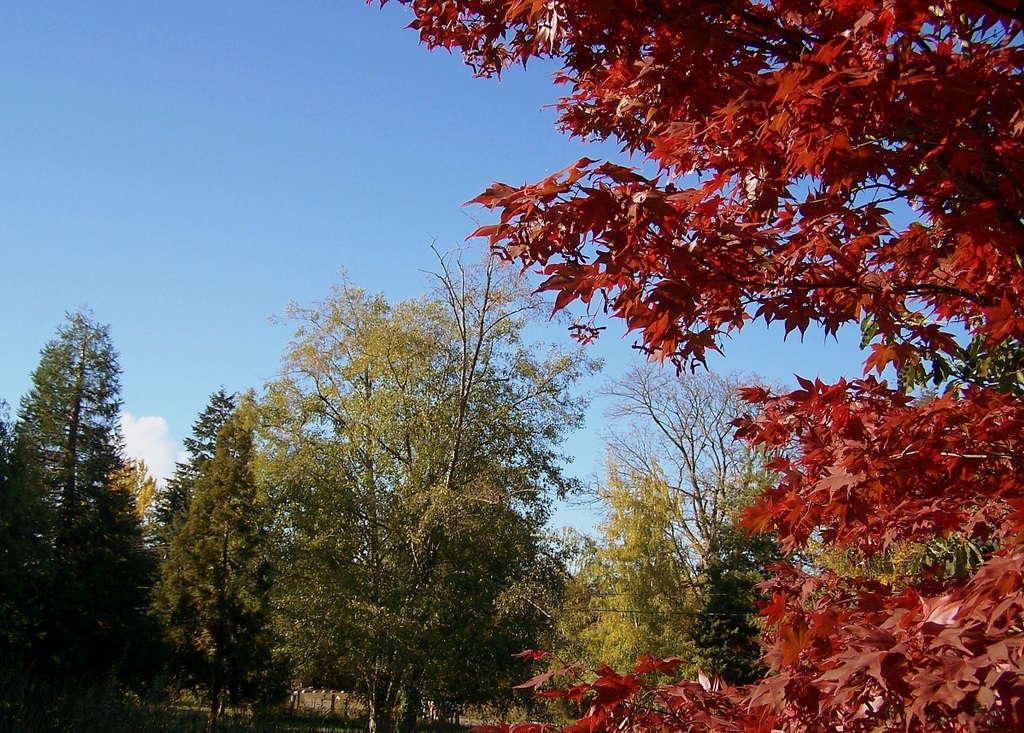 fall 2009
