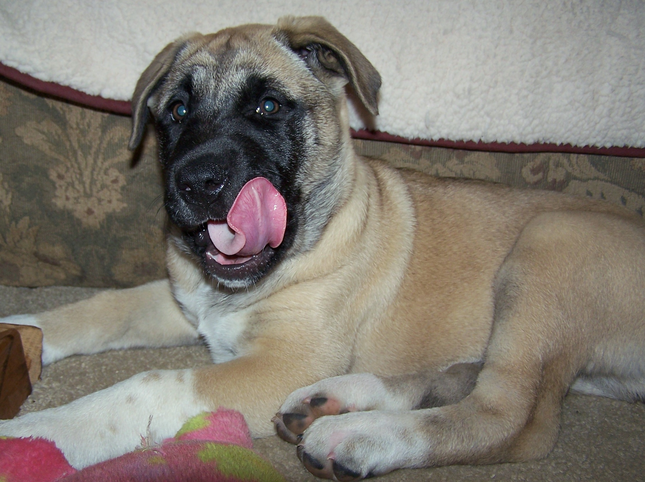 Puppy Puppy