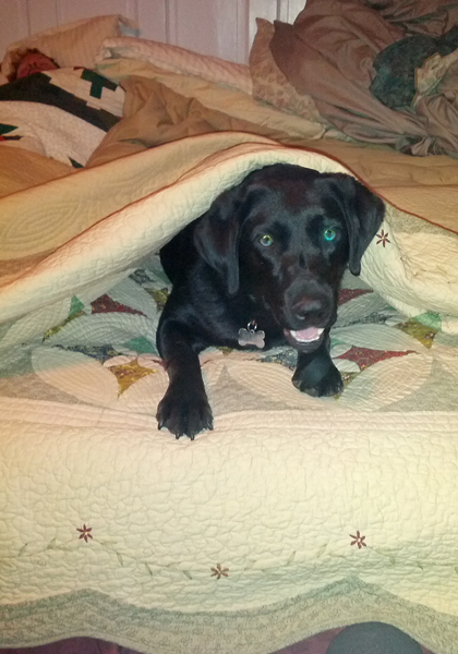 mia-bed