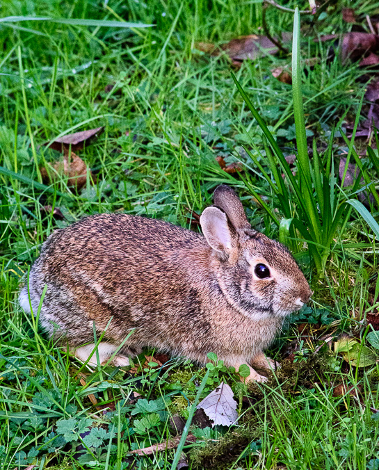 bunny