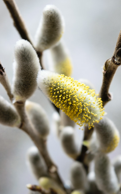 pussy willow