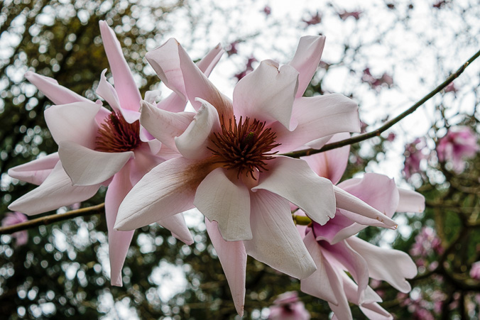 magnolia