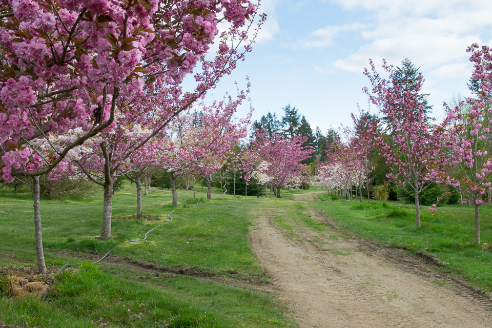 Yangs spring 2016 01-4727