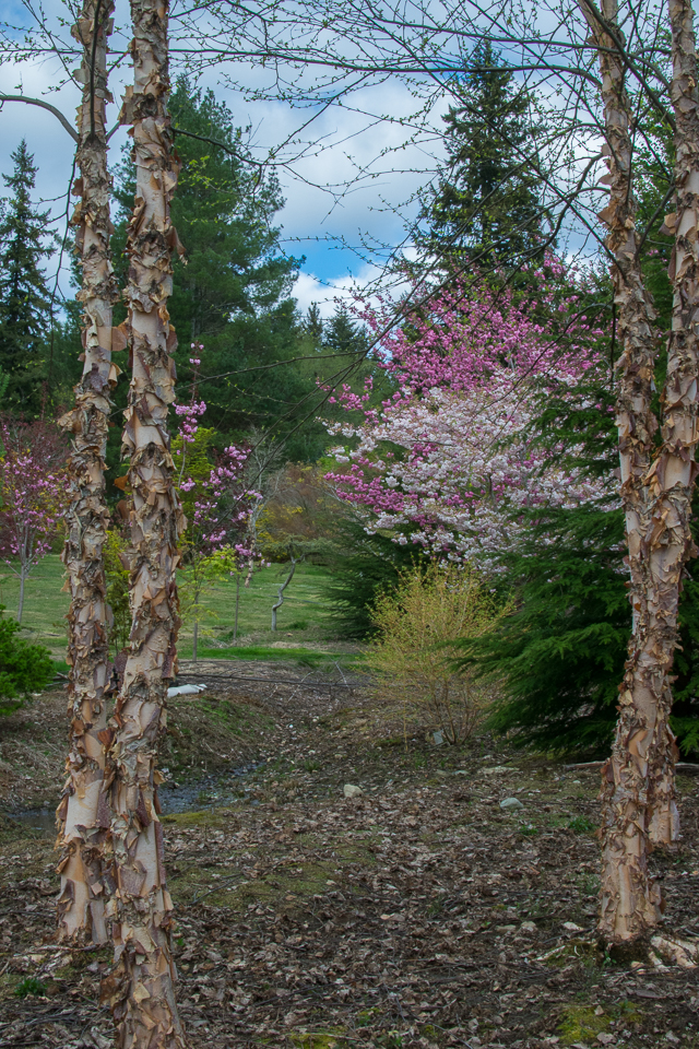 Yangs spring 2016 18-4797