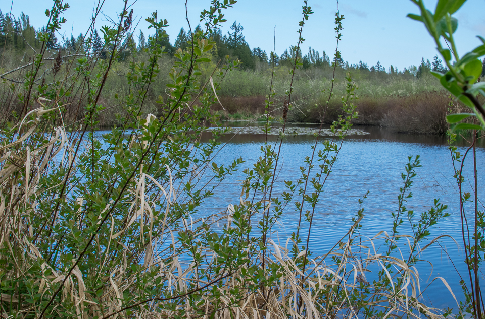 Yangs spring 2016 22-4844