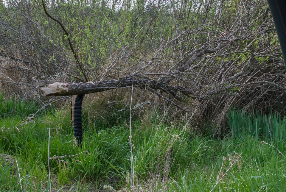 Yangs spring 2016 26-4869
