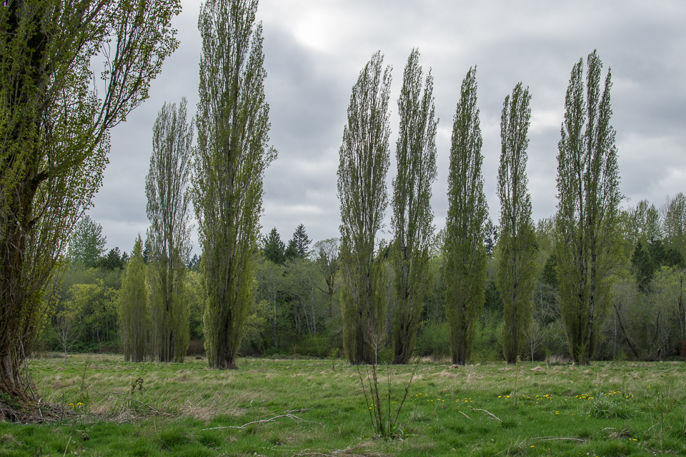 Yangs spring 2016 62-4823