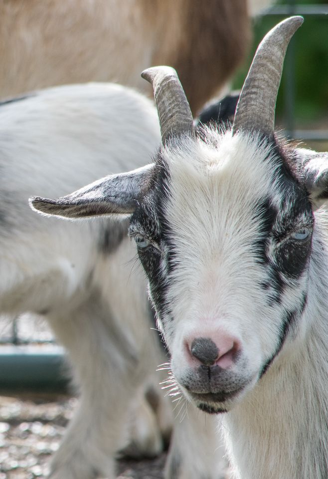 Baby goats