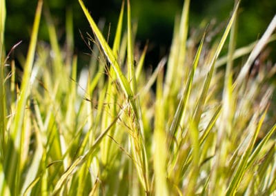 japanese forest grass